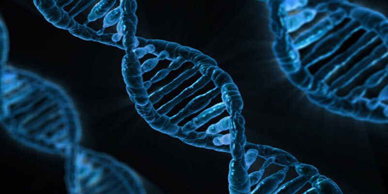 5 خطوات من أجل تضاعف الـ DNA