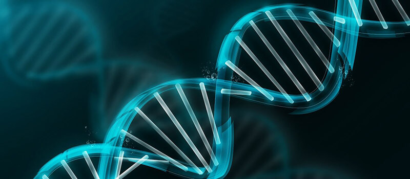 بحث عن علم الوراثة .. 9 معلومات عن علم دراسة جينات الكائنات الحية