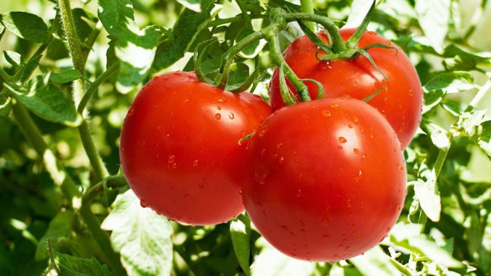 ماذا يحدث لجسمك عند تناول الطماطم يومياً؟..النتائج رائعة