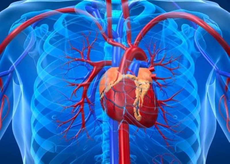 أسباب وأعراض وعلاج قصور القلب ومضاعفاته الخطيرة