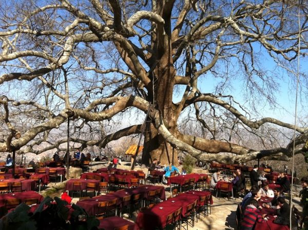 شجرة انكايا في تركيا