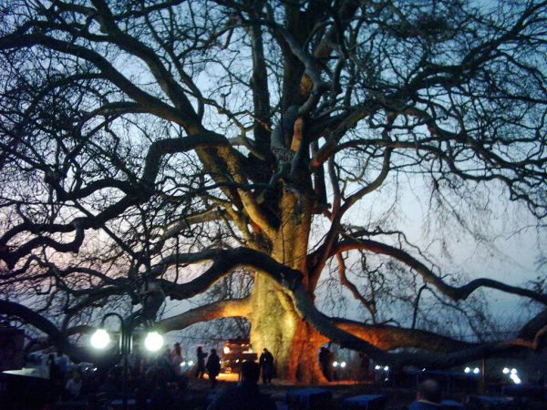 شجرة انكايا في تركيا