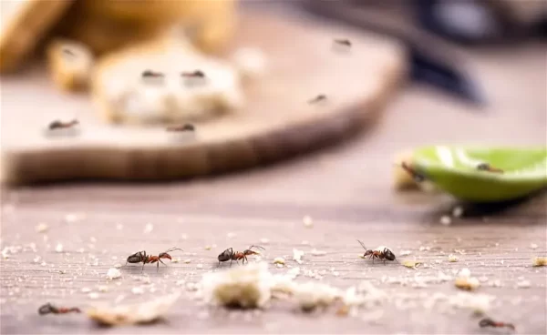 5 طرق سهلة للحفاظ على منزلك خالٍ من النمل