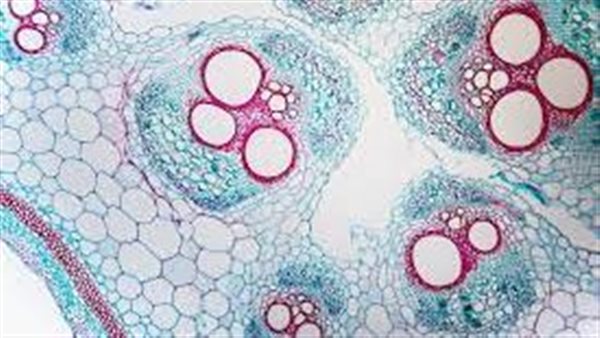 ما هي الخلايا الاسكلرنشيمية