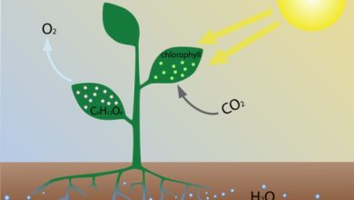 ماهي المواد المتفاعلة التي يحتاج اليها النبات لحدوث عملية البناء الضوئي
