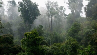 تختلف الغابة المطيرة المعتدلة عن الغابات الاستوائيه؟