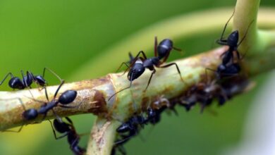 تتميز النملة بأنها ذات تماثل