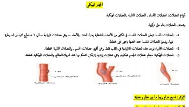 ملخص علوم الجهاز العضلي للصف الثالث المتوسط الفصل الثاني للعام 1444هـ منهاج السعودي