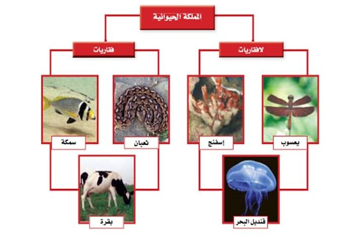 تصنف المخلوقات الحية إلى ست ممالك
