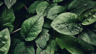 كيف تفقد النباتات الماء في الغلاف الجوي؟