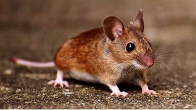 هل رؤية الفأر في المنام حسد أو سحر؟