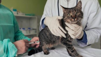 هل يمكن علاج تسمم القطط بالبيض؟