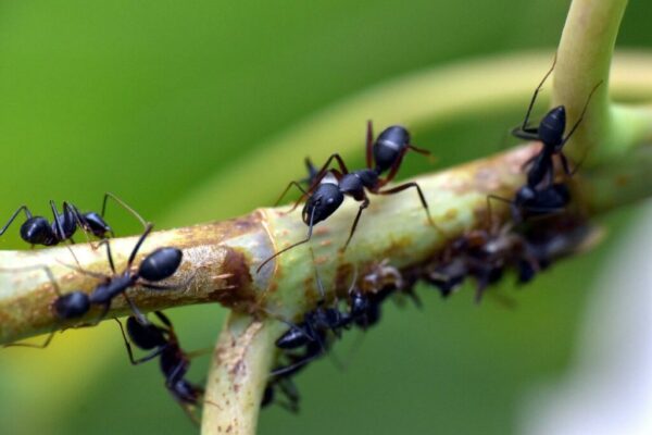 تتميز النملة بأنها ذات تماثل: عديم شعاعي جانبي