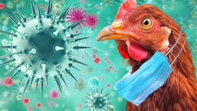 اكتشاف إنفلونزا الطيور في مدينة روسية