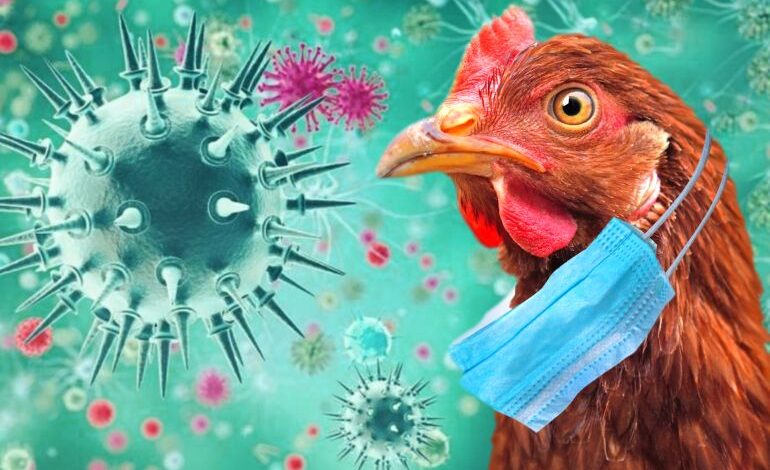 اكتشاف إنفلونزا الطيور في مدينة روسية