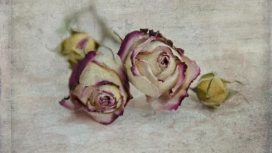 فوائد الورود المجففة وكيفية تحضيرها
