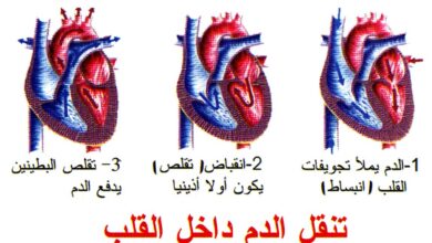 مراحل انتقال الدم خلال القلب ابتداء من الأذين الأيمن