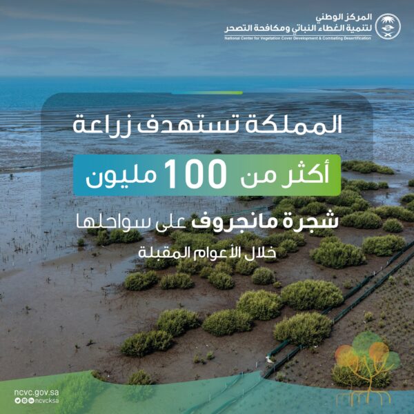 السعودية تستهدف زراعة 100 مليون شجرة على السواحل خلال السنوات المقبلة