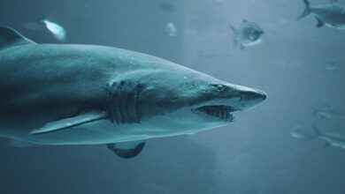 السبب الحقيقي وراء انقراض "الميغالودون" أضخم سمكة قرش في العالم