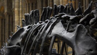 طفل في الرابعة يعثر على عظام ديناصور عمره 100 مليون عام
