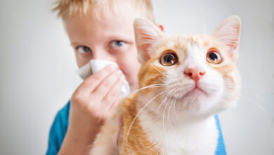 علامات وأعراض حساسية القطط