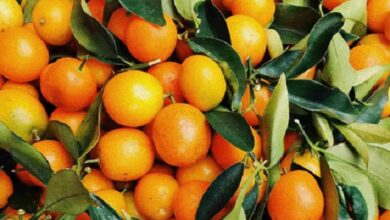 فوائد زيت البرتقال العطري