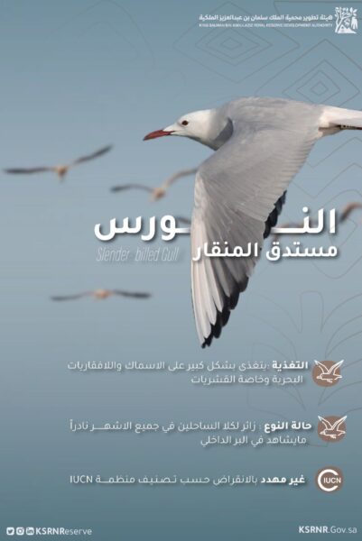هيئة تطوير محمية الملك سلمان بن عبدالعزيز ترصد نوعين جديدين من الطيور