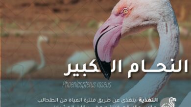 هيئة تطوير محمية الملك سلمان بن عبدالعزيز ترصد نوعين جديدين من الطيور