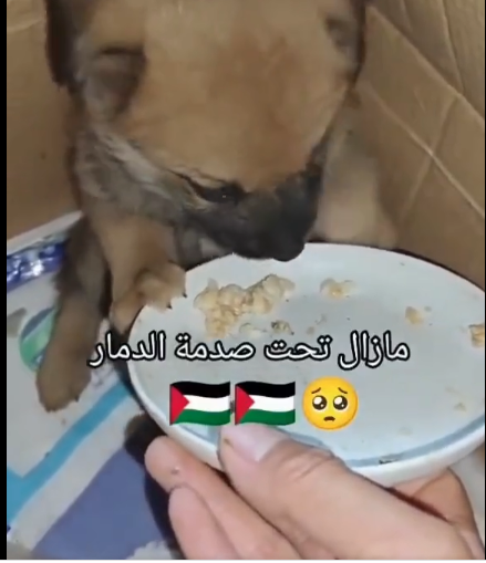 مقطع متداول حقق اكثر من 20m مشاهده" لكلب يرتجف خوفا من غارات الكيان الصهيوني على القطاع